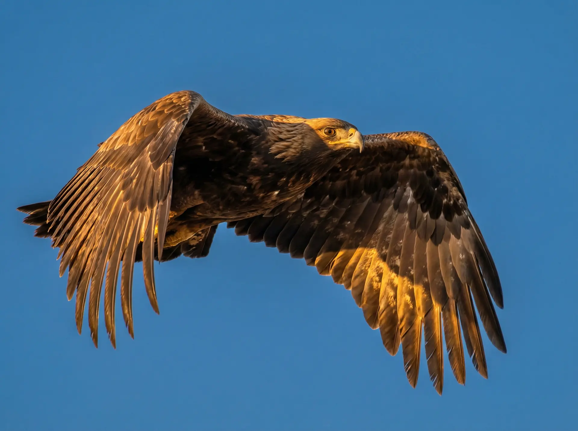 色漫 精选 - 飞翔中的金雕野生动物摄影